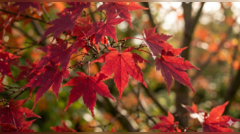Most people skip these Japanese maple care steps in May and regret it all summer