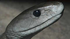 How to identify a Black mamba snake in your home and garden