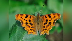 May Butterfly Garden Tips: Pair Shasta daisies with petunias; attract pollinators all summer