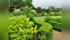 The simple evergreen-to-flowering trick that makes flower beds look good all year