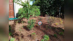 The 'one of everything' mistake that makes your pollinator garden look messy