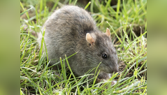 Cabin Cleaning Danger: Dry sweeping can stir a viral cloud; wet-cleaning cuts HPS risk