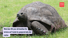 What does 194-year-old Jonathan the tortoise eat? Inside his pampered daily diet routine
