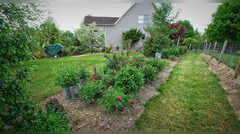 The narrow bed mistake: Why your slim front garden looks cluttered instead of elegant