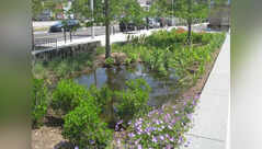 The secret to a rain garden that looks like a designer bed, not a swamp