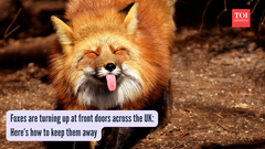 Foxes are turning up at front doors across the UK: Here&rsquo;s how to keep them away