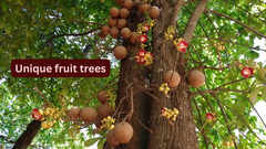 10 unique fruit trees around the world and where travellers can find them