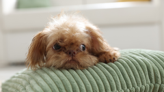 5 adorable dog breeds that stay puppy-sized forever