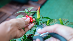 How to grow chillies in grow bags for maximum harvest