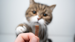 5 must-do cat grooming tips every feline parent should know
