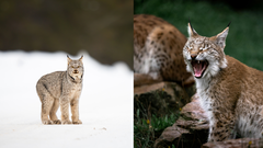 Bobcat vs lynx: Can you actually tell the difference between two similar-looking cats?