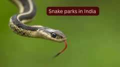 5 snake parks in India where travellers can spot rare and venomous species and how to reach them