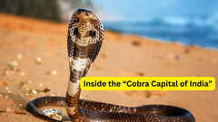 Visiting the &ldquo;Cobra Capital of India&rdquo;; what travellers need to know about the home of the world&rsquo;s longest venomous snake