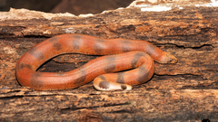 5 amazing red snakes found in India