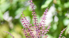 Tulsi care routine that makes your plant fuller and greener: 5 easy steps to follow