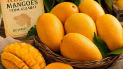 How Gujarat&rsquo;s Kesar mangoes became a seasonal favourite in London Heathrow