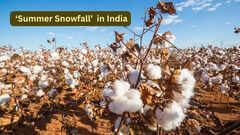 This Indian state witnesses &lsquo;Summer Snowfall&rsquo; without a single snowflake; here&rsquo;s why travellers are obsessed