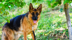 4 dog breeds that might 'fight' or confront snakes