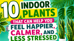 10 beautiful indoor plants for your mental health