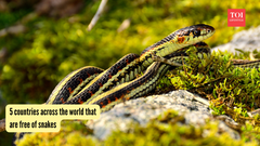 5 countries across the world that are free of snakes
