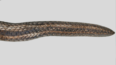 Meet Calmaria Incredibilis: The two-headed snake from China that fooled scientists for years until DNA proved it!