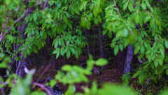 Most mysterious forests in India and the legends around them