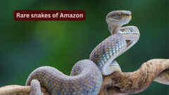10 rare snakes found in the Amazon rainforest and what travellers should know