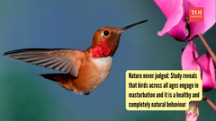 Nature never judged: Study reveals that birds across all ages engage in masturbation, and it is a healthy and completely natural behaviour