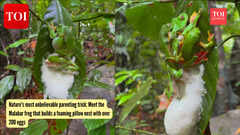 Nature's most unbelievable parenting trick: Meet the Malabar frog that builds a foaming pillow nest with over 200 eggs