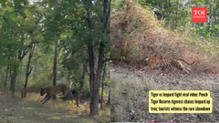 Tiger vs leopard fight viral video: Pench Tiger Reserve tigeress chases leopard up tree; tourists witness the rare showdown