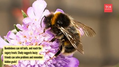 Bumblebees can roll balls, and reach the sugary treats: Study suggests buzzy friends can solve problems and remember hidden goals!