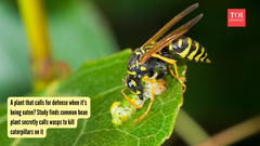 A plant that calls for defense when it's being eaten? Study finds common bean plant secretly calls wasps to kill caterpillars on it