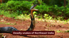 10 deadly snakes found in the forests of Northeast India: What travellers should know before planning a trip