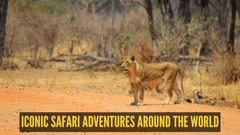 From Tigers to Jaguars: 10 iconic safari adventures around the world