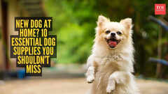New dog at home? 10 essential dog supplies you shouldn&rsquo;t miss