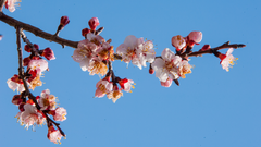 Move over cherry blossoms: Ladakh&rsquo;s Apricot Blossom is just as spectacular; when to go and what to expect