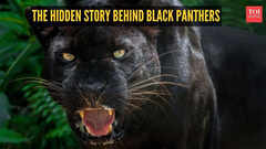 The hidden story behind black panthers: 5 facts that may surprise you
