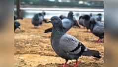 Why should pigeons worry you?