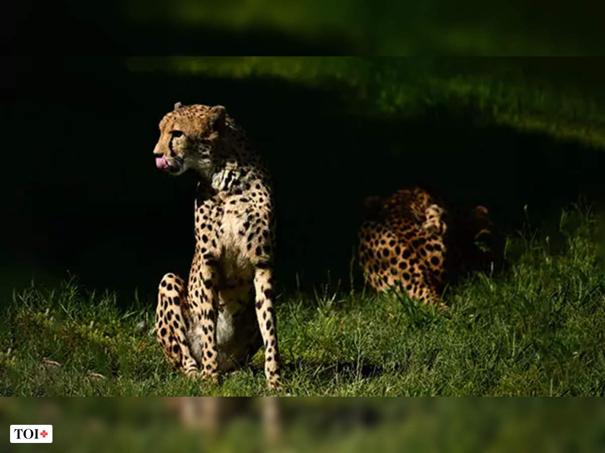 Foreign experts' letters reveal why cheetahs in India are dying