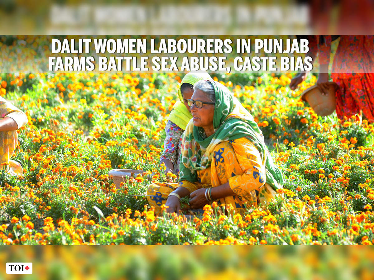 Dalit women labourers in Punjab farms battle sex abuse, caste bias but mounting debts keep them pic pic
