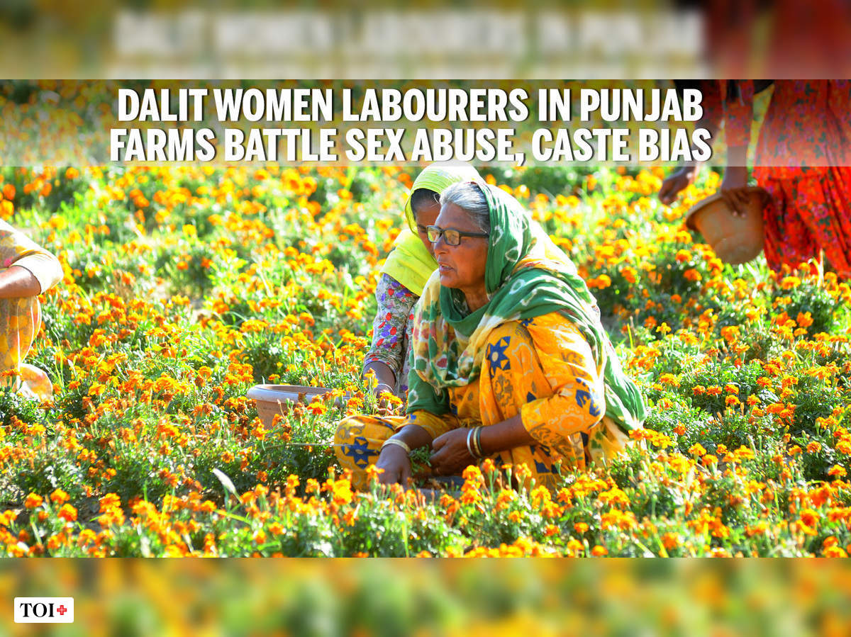 Dalit women labourers in Punjab farms battle sex abuse, caste bias but  mounting debts keep them mum - Times of India