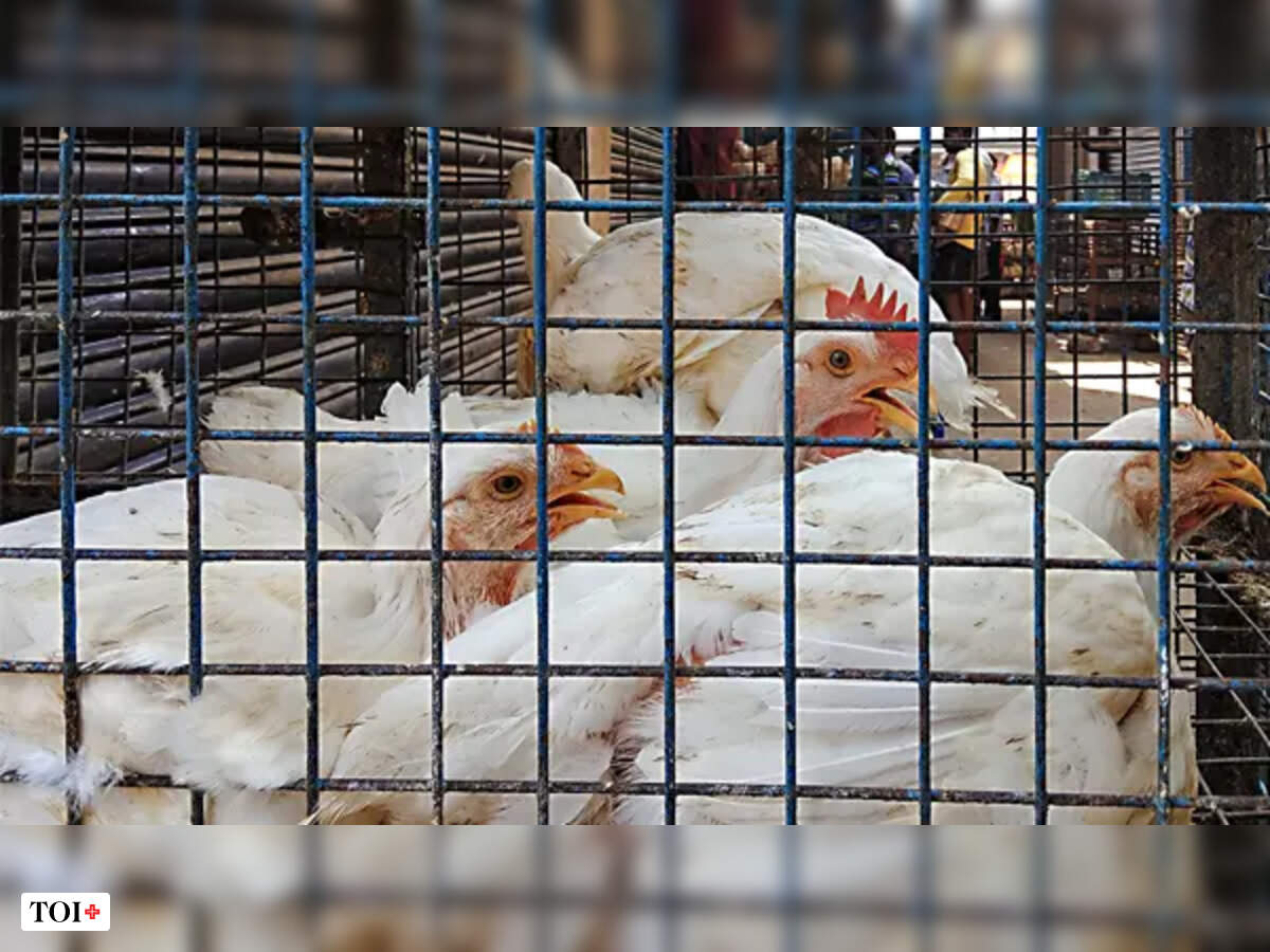 Is it time to take chicken off your menu? | India News - Times of India