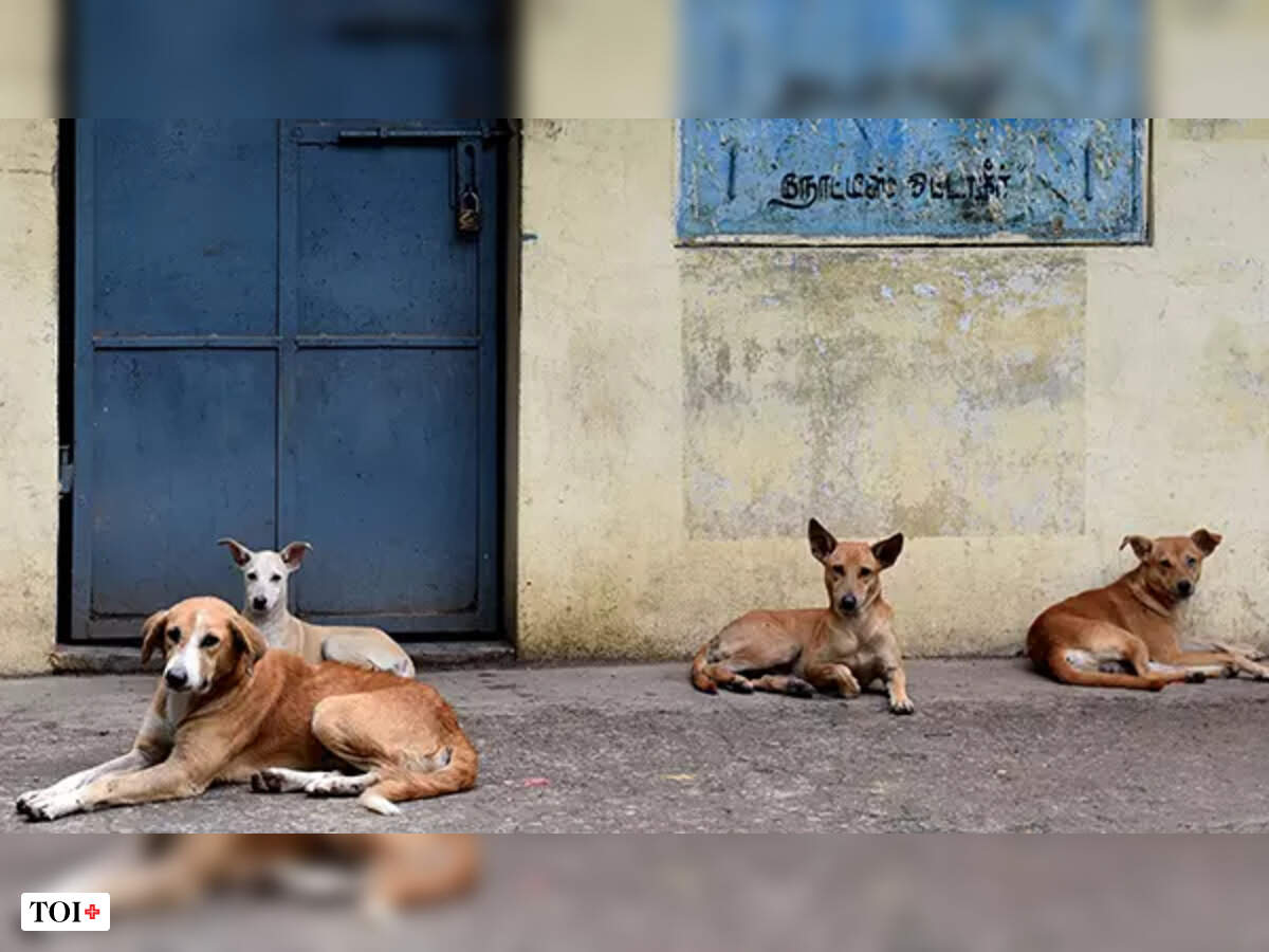When man's best friend turns killer | India News - Times of India When man's best friend turns killer | India News - Times of India