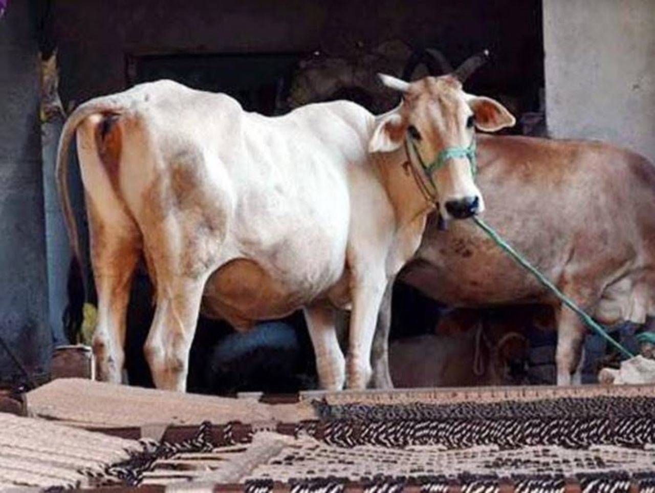 Auvarna Desi Cow A2 Milk - Auvarna - Milk & Dairy Products - RIGAVA GROUP |  LinkedIn