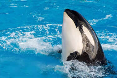 Watch: After fake Jessica Radcliffe orca attack, THIS real spine-chilling  orca encounter is going viral | - Times of India