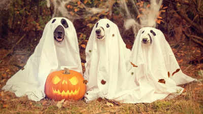 Wishing you all an extra spooky and safe Halloween from all of us