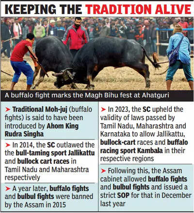 Buffalo fights return on Magh Bihu after 9 years | Assam News | Guwahati  News - Times of India