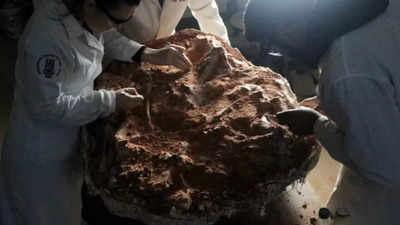 "World's oldest dinosaur found": Heavy rains reveal 233 million-year-old  dinosaur fossil | - Times of India