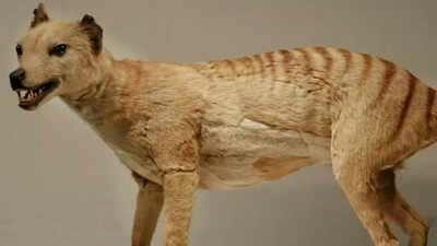 Tasmanian tiger that went extinct in 1936, may come back because