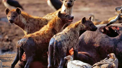 4 hyena species that survived extinction s toughest challenges Times of India